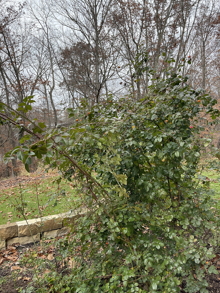 Climbing Roses - Pruning and Winter Protection - General - American ...