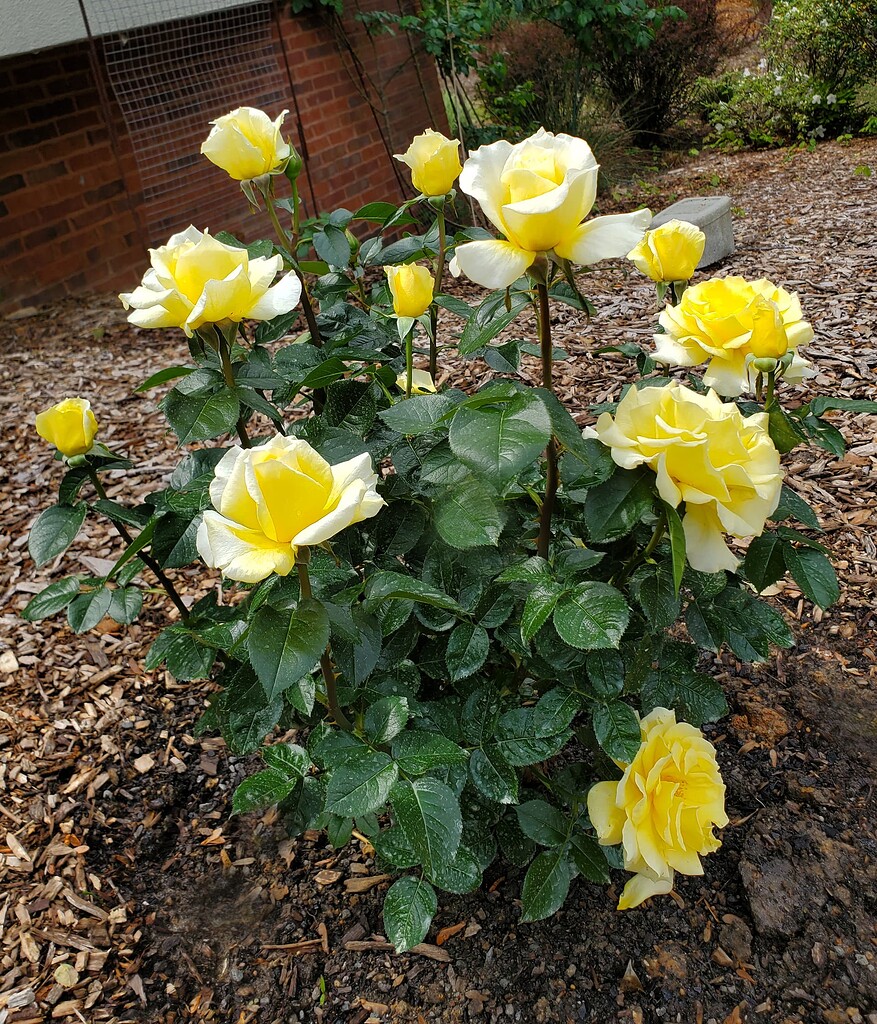 Quest For Zest - New For 2024 - General - American Rose Society Forum