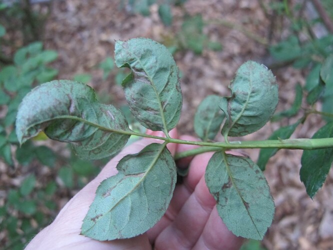 BJ's chilli thrips damaged leaves