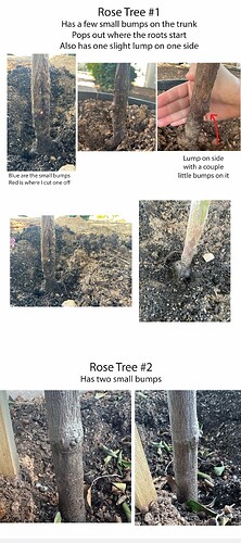Rose Trees-01 copy