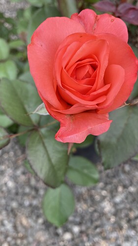 IMG_9171