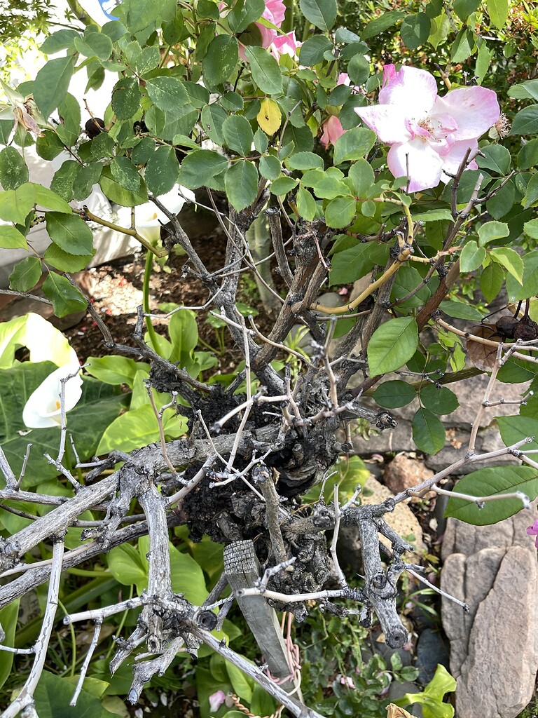 Trunk and crown issue - Rose Care - American Rose Society Forum