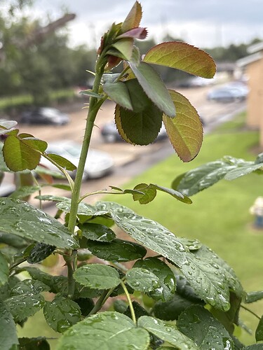 Healthy Rose de rescht