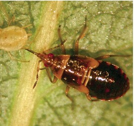 Pirate Bug