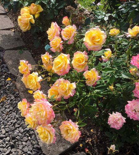 BeesKneesminirose