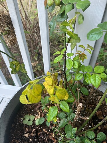 Nellies GG yellow leaves