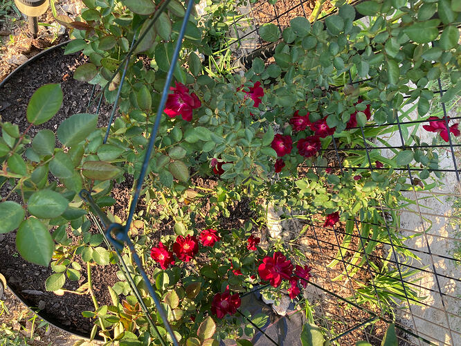 April 2025 first time blooming after planted in the ground.