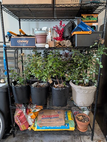 PXL_20251109_155135621