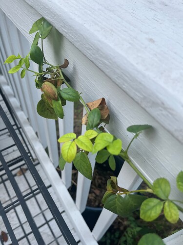 Nellies GG new growth and dead leaves