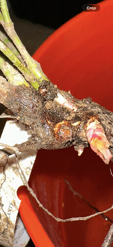 639444456_1237783644532352_7853445890158429553_n