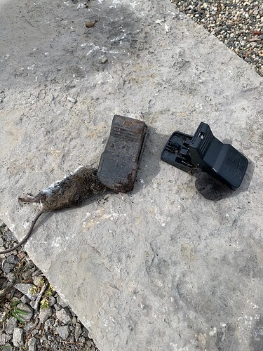 vole & mole