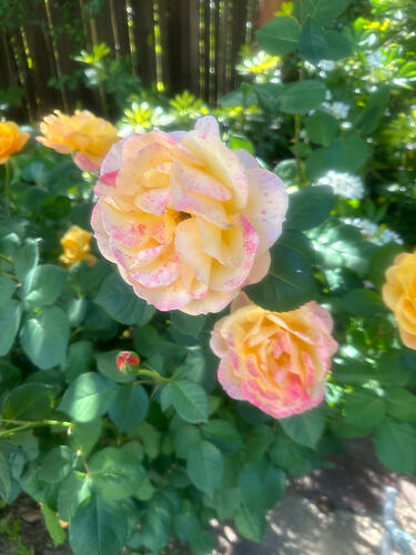 IMG_8356