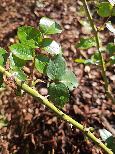 2026--03-17-chicago-peace-black-spot