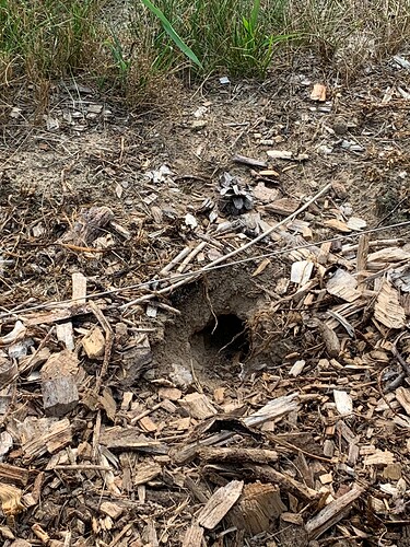 critter hole 2 Aug 2025