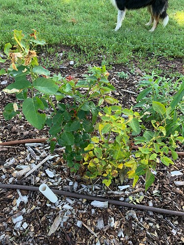 dying rose bush