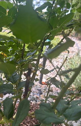 Do I cut the black cane tips? If so, how much of it?