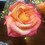 BlissRoses