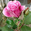 Brenda_Rhea